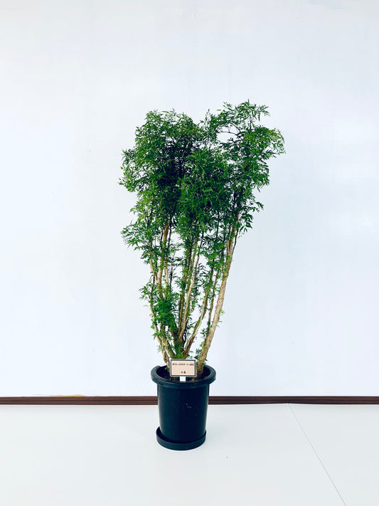 現品商品@4 ポリシャス・スターシャ 8号 Мサイズ(高さ:130cm、幅:70cm)