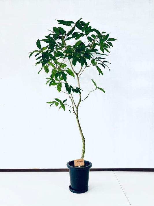 現品商品@4 アマゾンオリーブ 8号(高さ:164cm、幅:90cm)