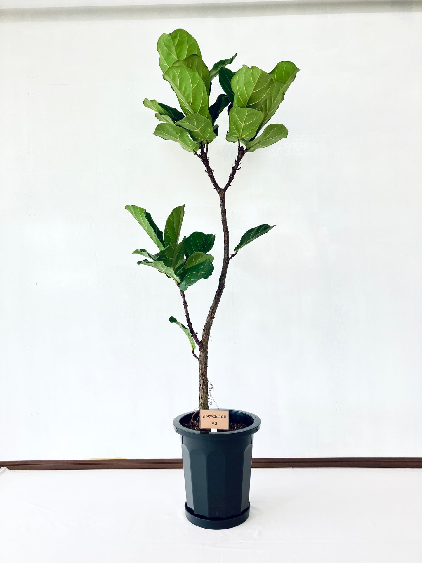 現品商品@3 カシワバゴム 10号(高さ:174cm、幅:65cm)