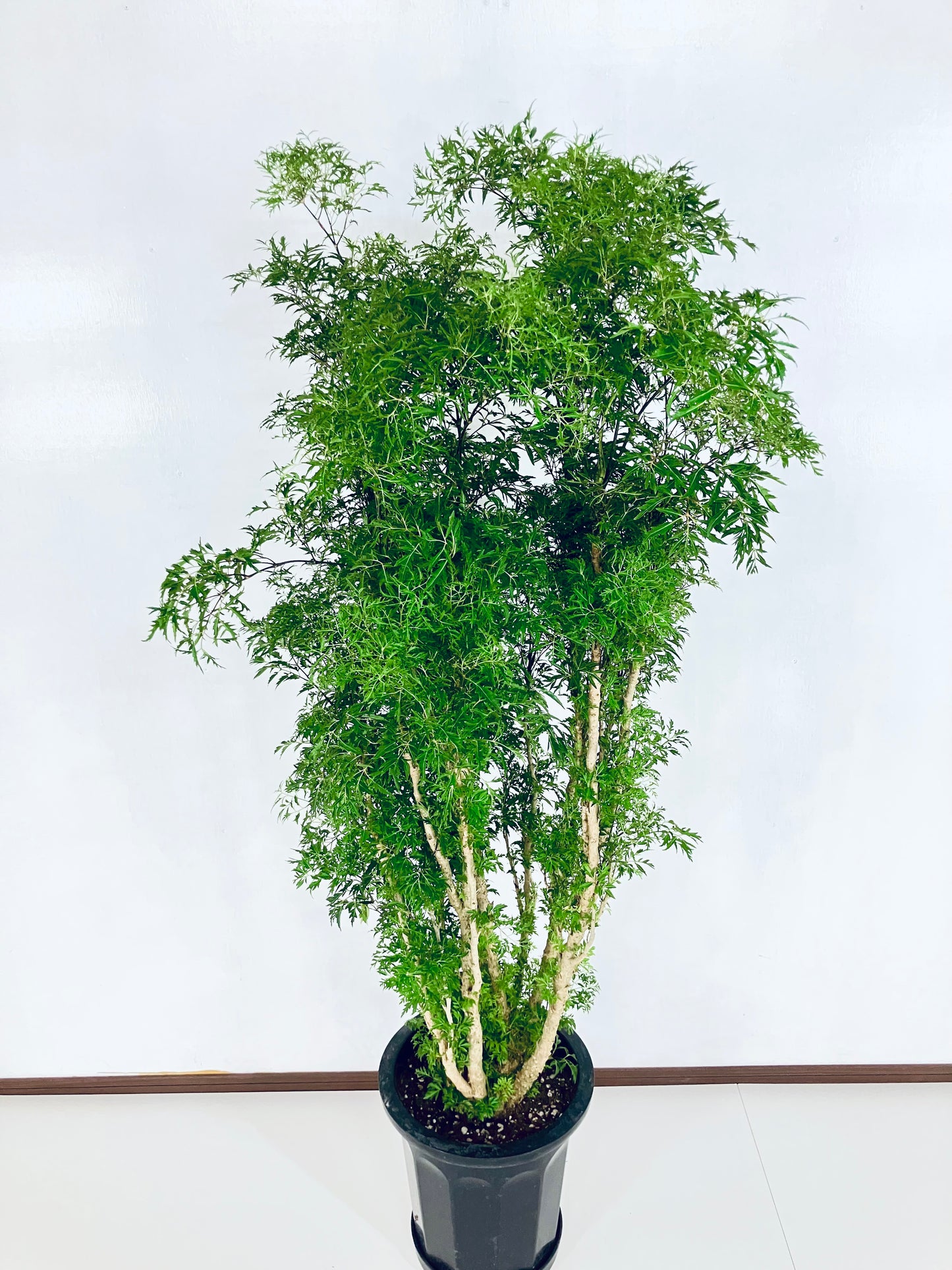 現品商品@5 ポリシャス・スターシャ 10号(高さ:158cm、幅:77cm)