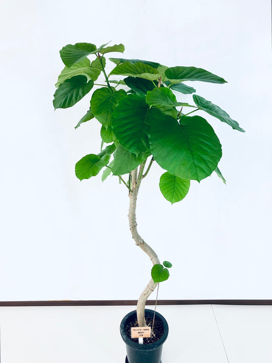 現品商品@6 ウンベラータ 8号(高さ:158cm、幅:90cm)