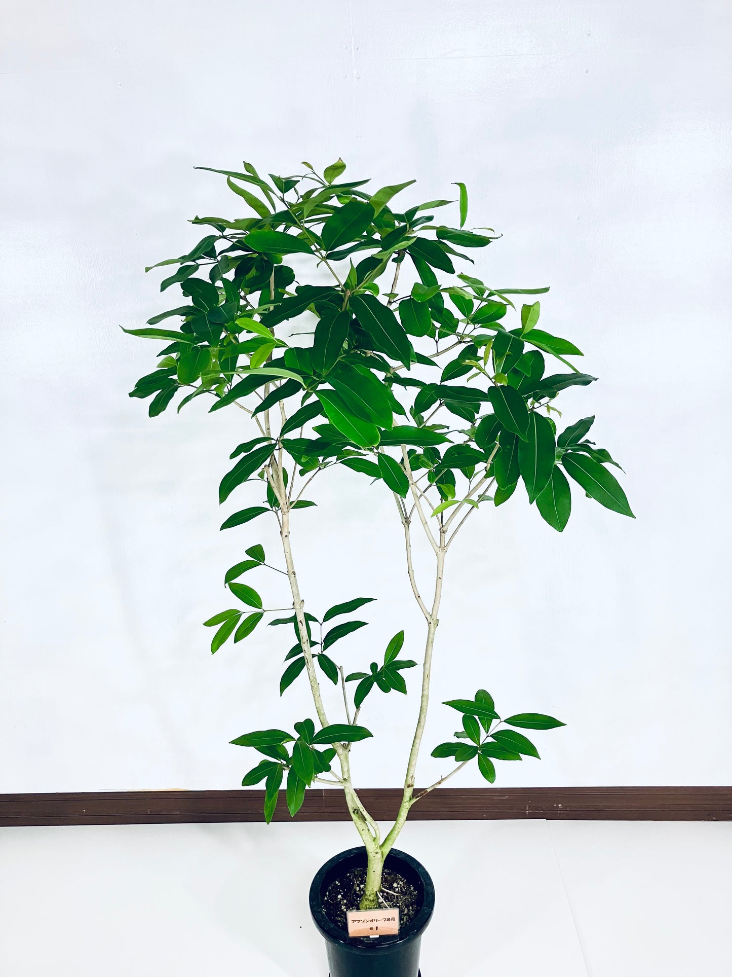現品商品@1 アマゾンオリーブ 8号(高さ:161cm、幅:90cm)