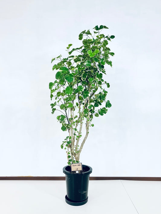 現品商品@2 ポリシャス・マルギナータ 8号(高さ:137cm、幅:80cm)