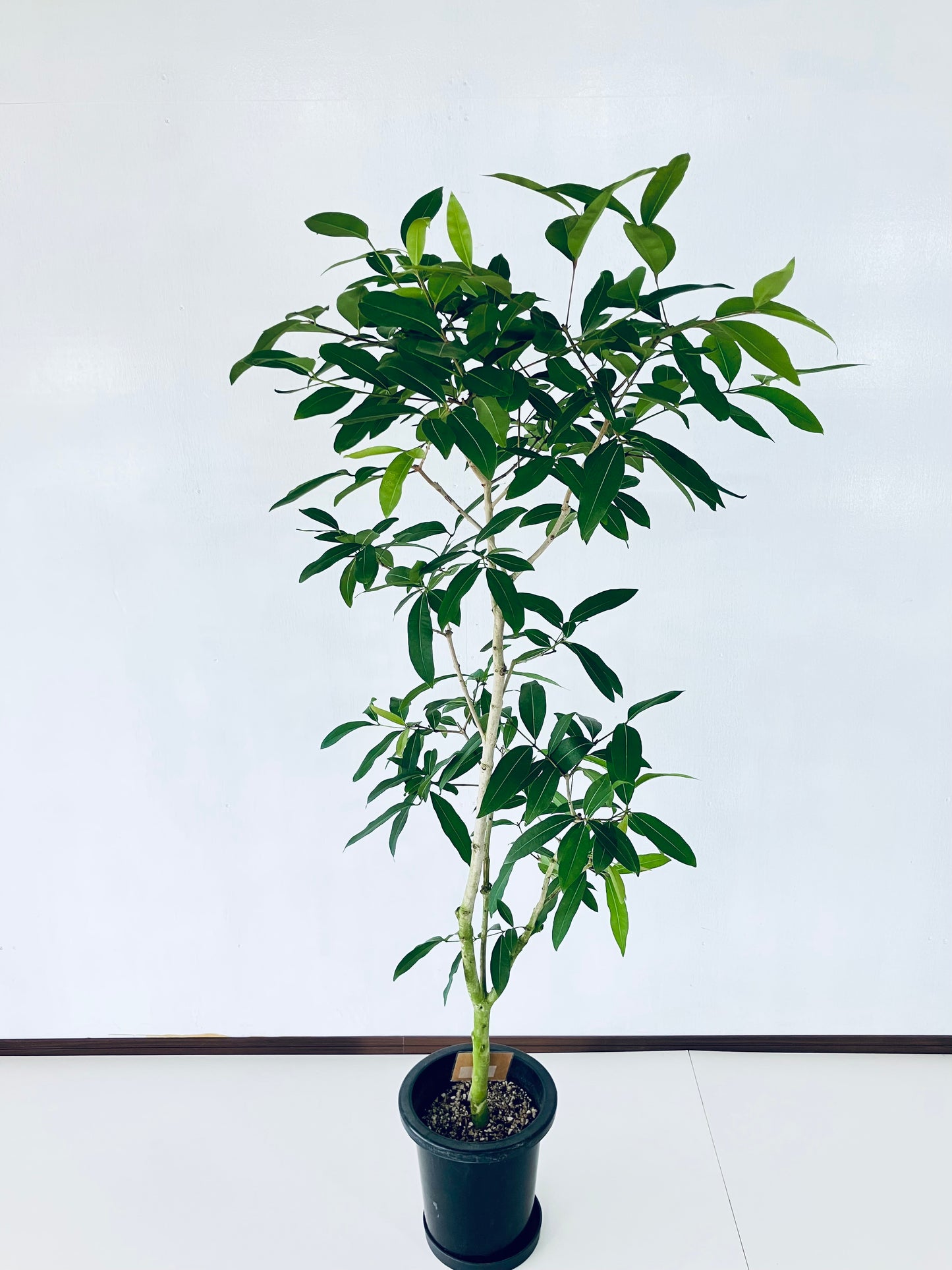 現品商品@2 アマゾンオリーブ 8号(高さ:148cm、幅:80cm)