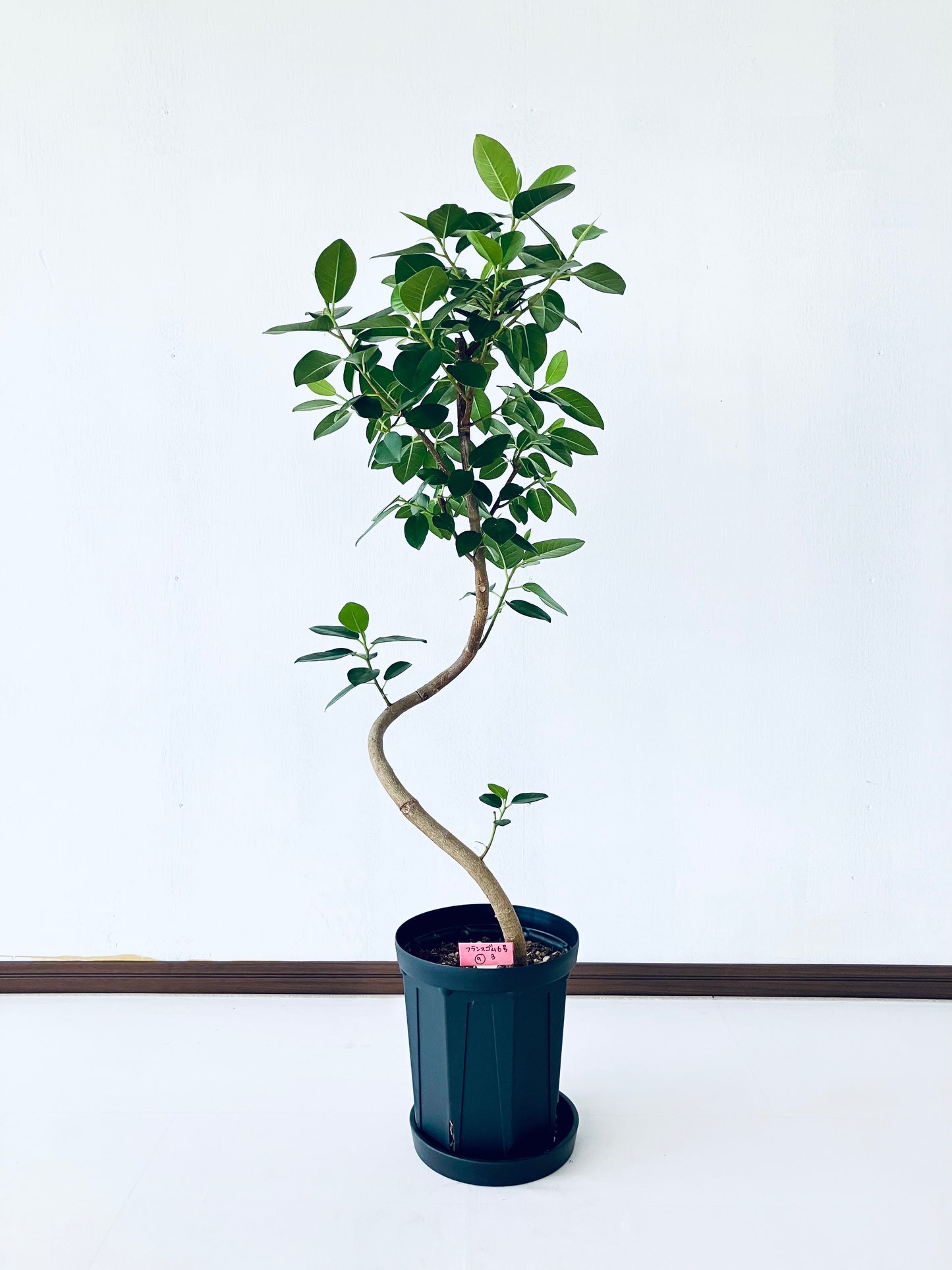 現品商品@9T フランスゴム 6号(高さ:95cm、幅:35cm)【豊橋発送】