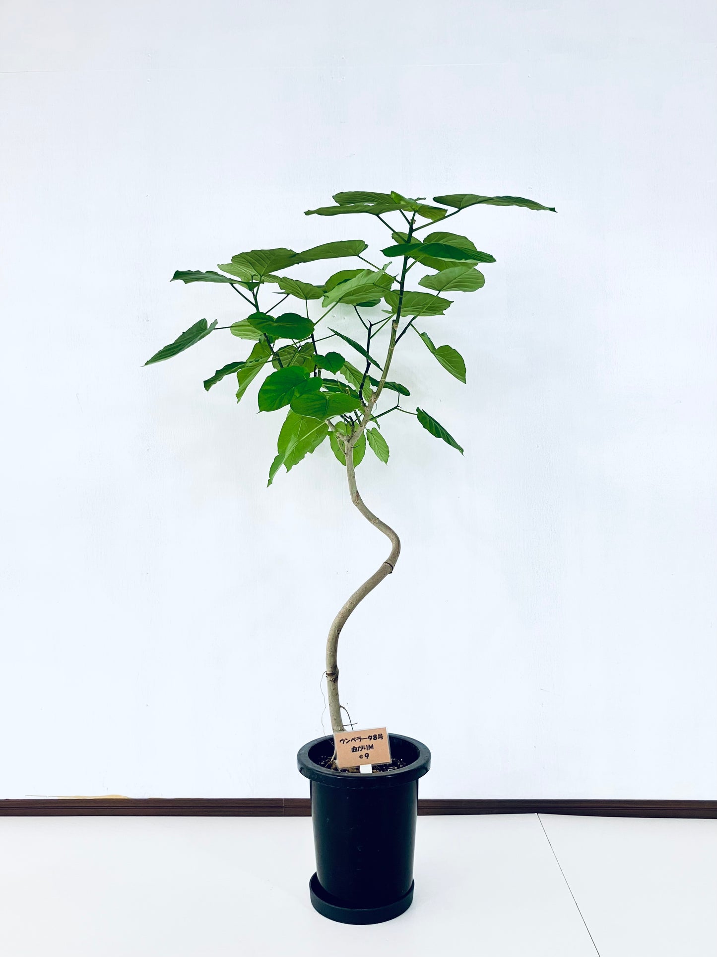 現品商品@9 ウンベラータ 8号 曲がりМ(高さ:131cm、幅:80cm)