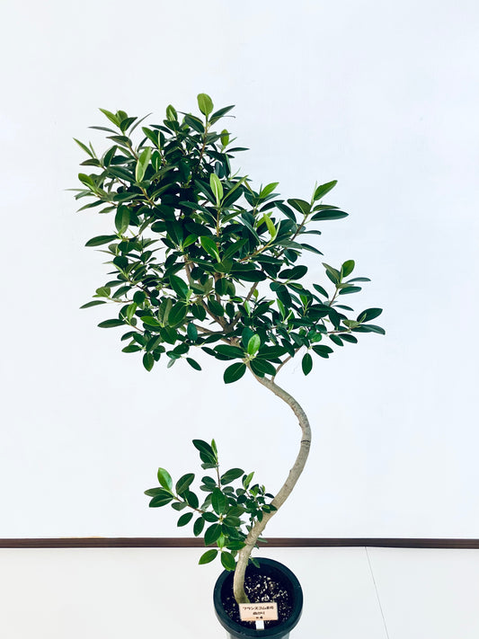 現品商品@4 フランスゴム 8号(高さ:150cm、幅:74cm)