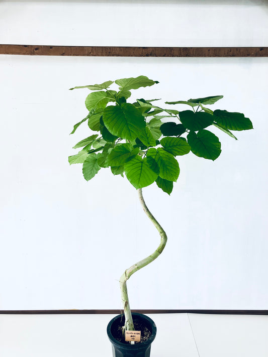 現品商品@5 ウンベラータ 10号(高さ:180cm、幅:120cm)