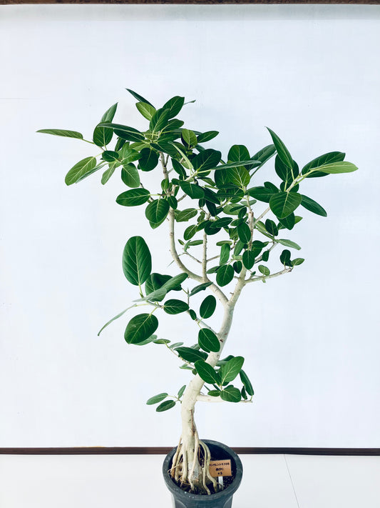 現品商品@5 ベンガレンシス 10号(高さ:175cm、幅:95cm)