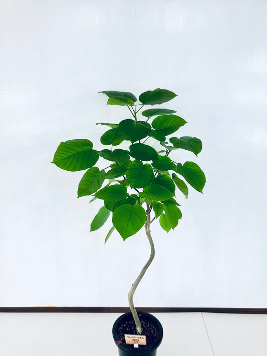 現品商品@7 ウンベラータ 8号 曲がりМ(高さ:135cm、幅:76cm)