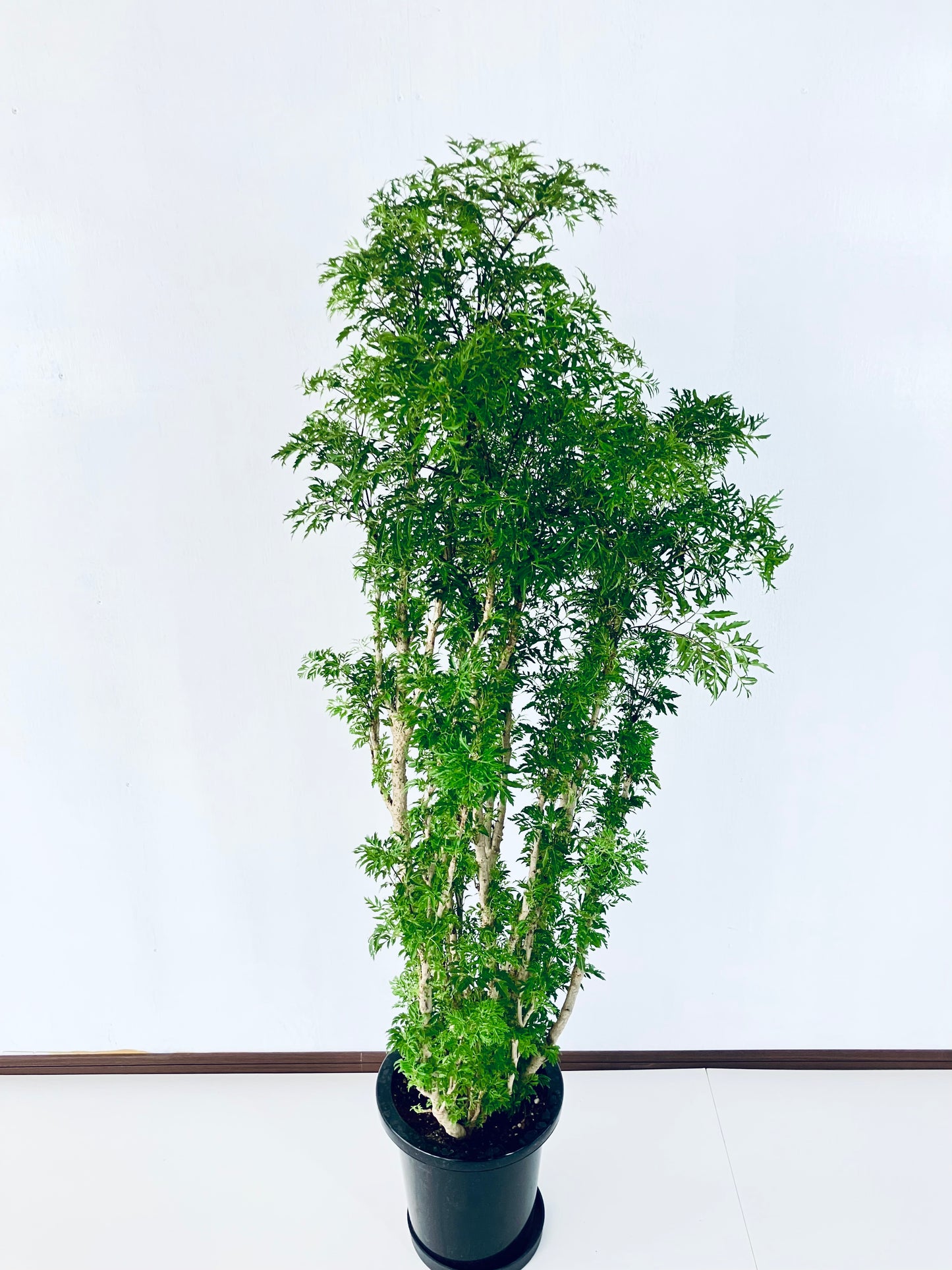 現品商品@3 ポリシャス・スターシャ 8号(高さ:140cm、幅:55cm)