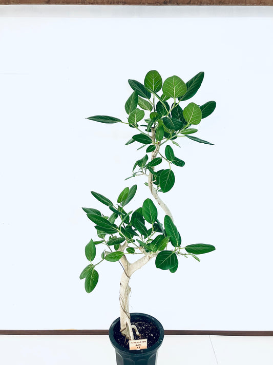 現品商品@1 ベンガレンシス 10号(高さ:173cm、幅:95cm)