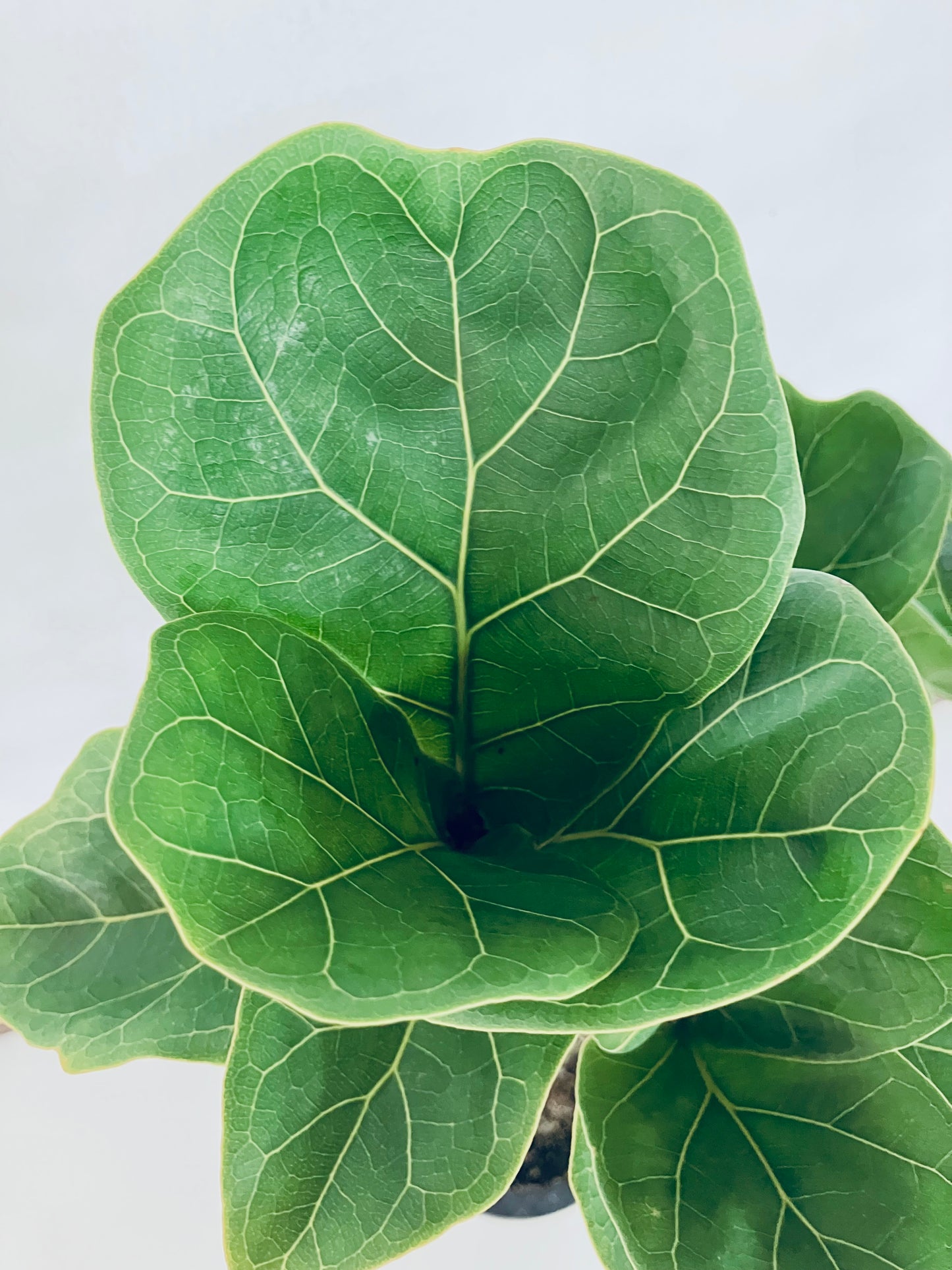 現品商品@1 バンビーノ 8号(高さ:127cm、幅:41cm)