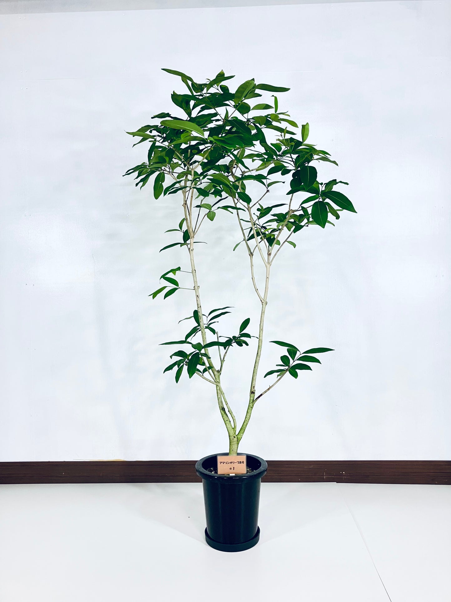 現品商品@1 アマゾンオリーブ 8号(高さ:161cm、幅:90cm)
