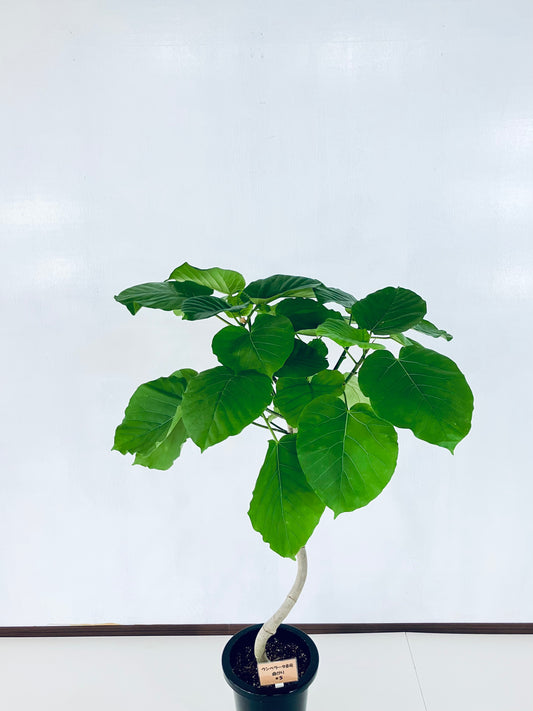 現品商品@5 ウンベラータ 8号 曲がりМ(高さ:127cm、幅:80cm)