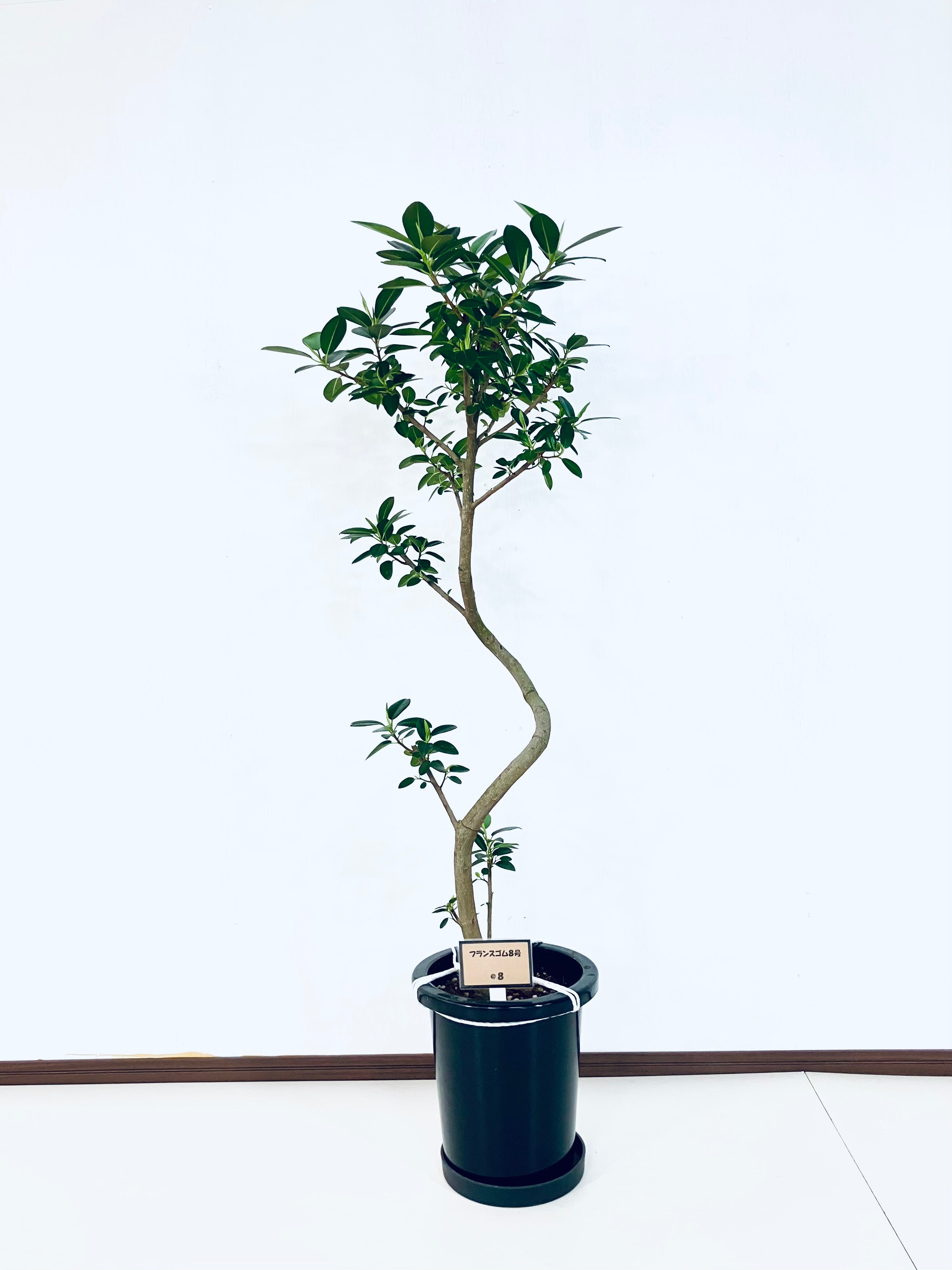 フィカス・フランスゴム8号の現品商品 | 観葉植物通販AONOKI（あおのき）