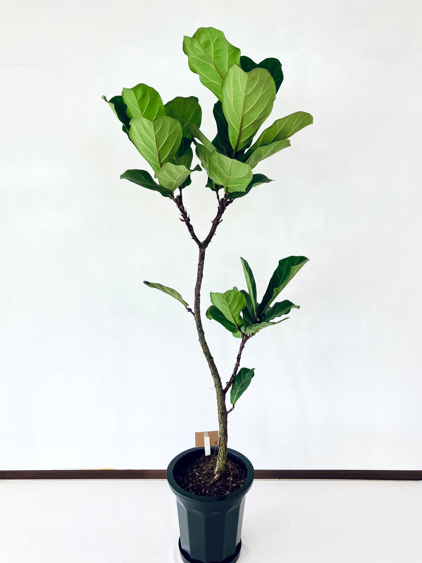 現品商品@3 カシワバゴム 10号(高さ:174cm、幅:65cm)