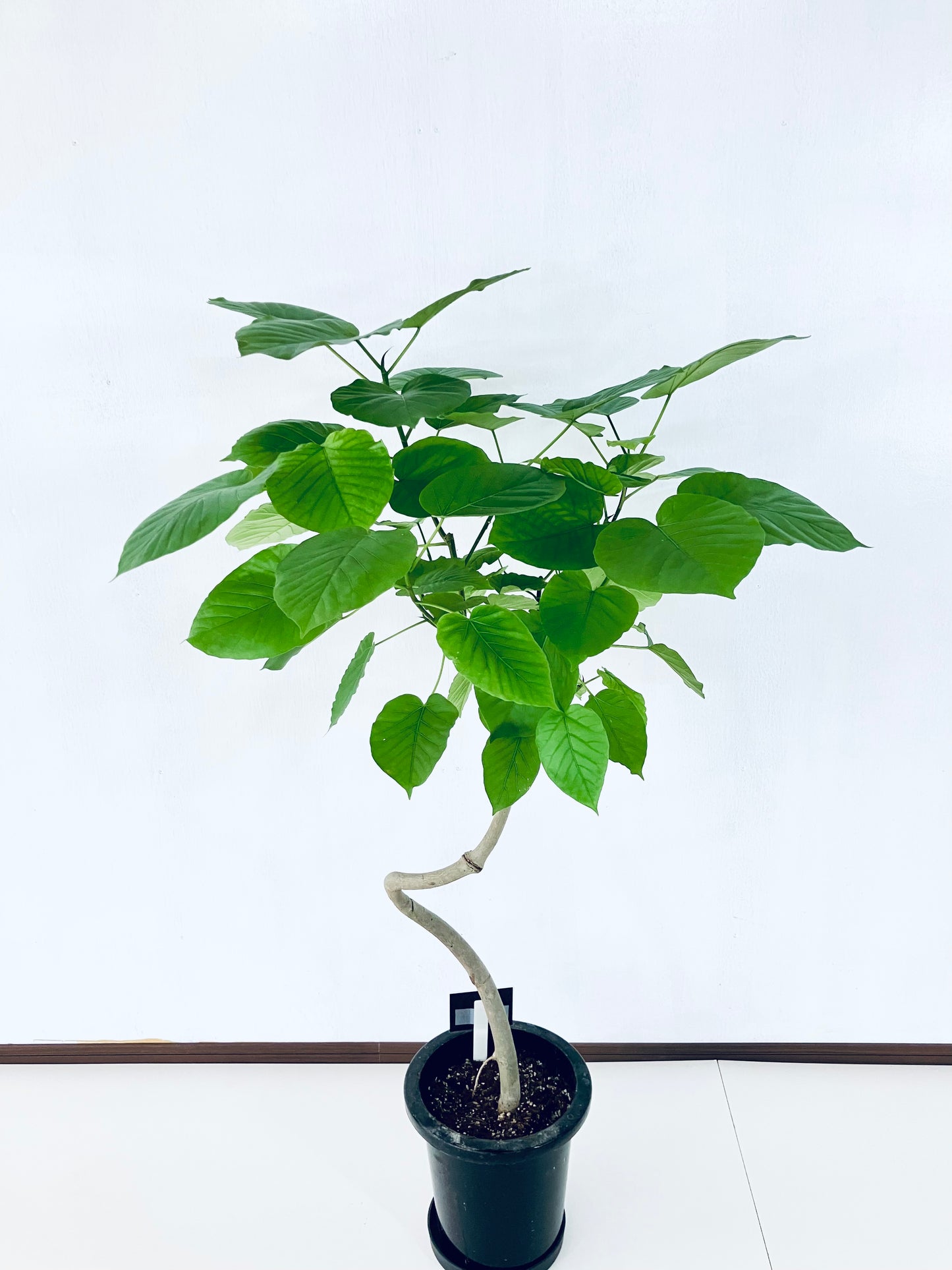 現品商品@10 ウンベラータ 8号 曲がりМ(高さ:126cm、幅:82cm)