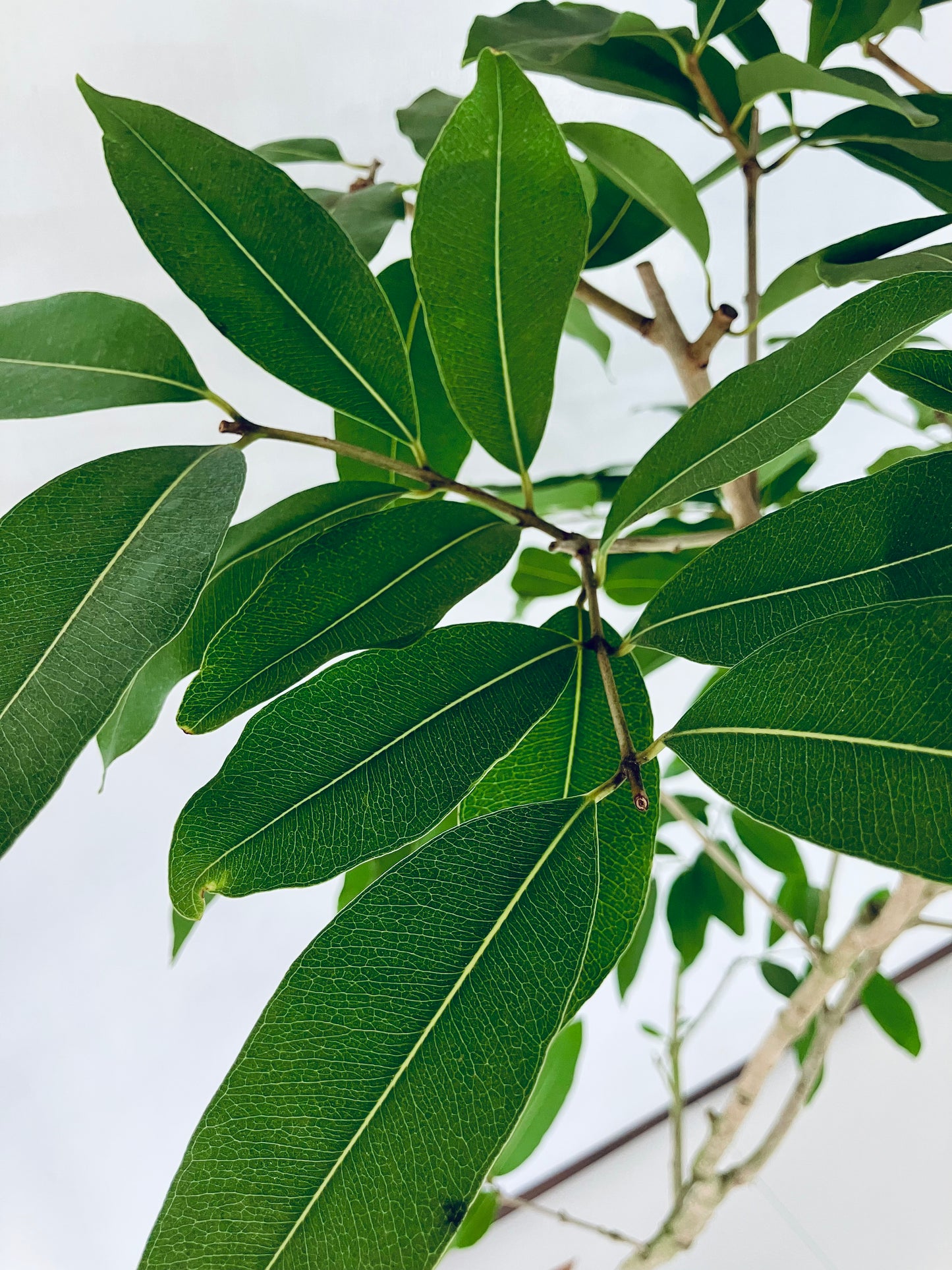 現品商品@4 アマゾンオリーブ 8号(高さ:164cm、幅:90cm)