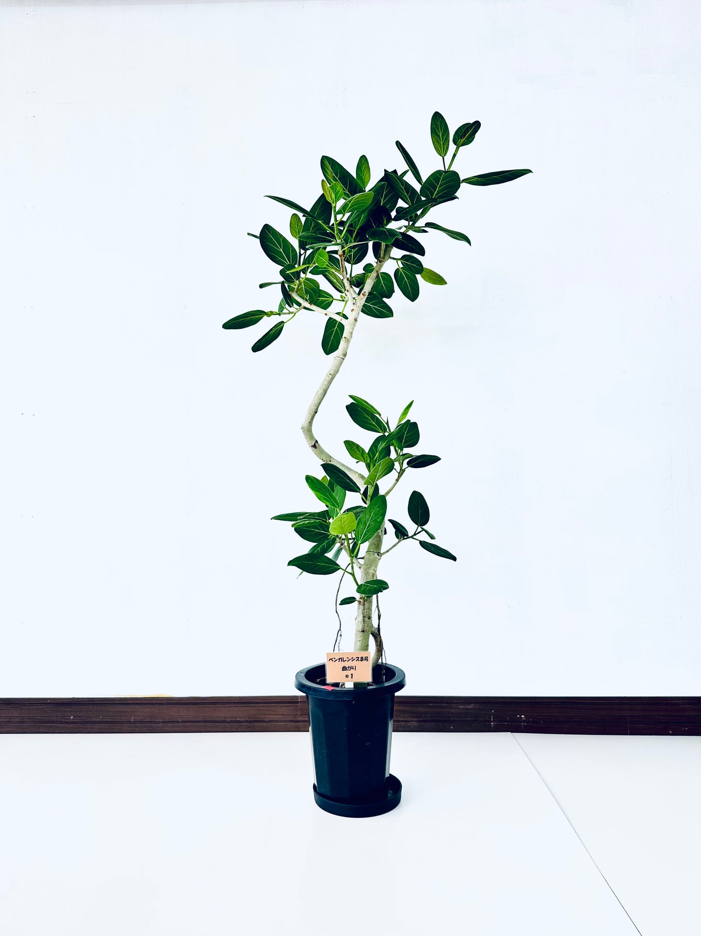 現品商品@1 ベンガレンシス 8号(高さ:148cm、幅:73cm)
