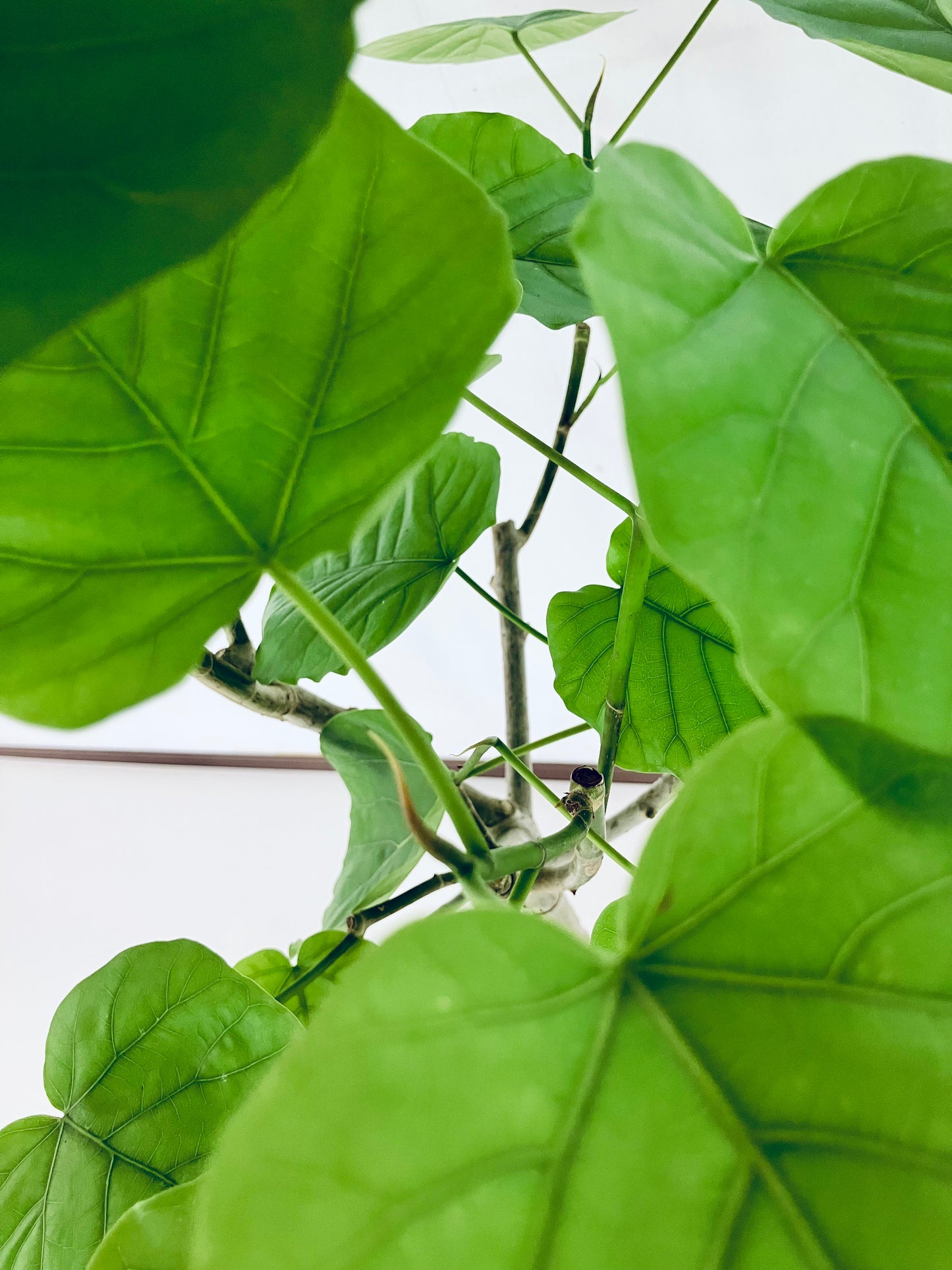 現品商品@4 ウンベラータ 8号 曲がりМ(高さ:131cm、幅:95cm)