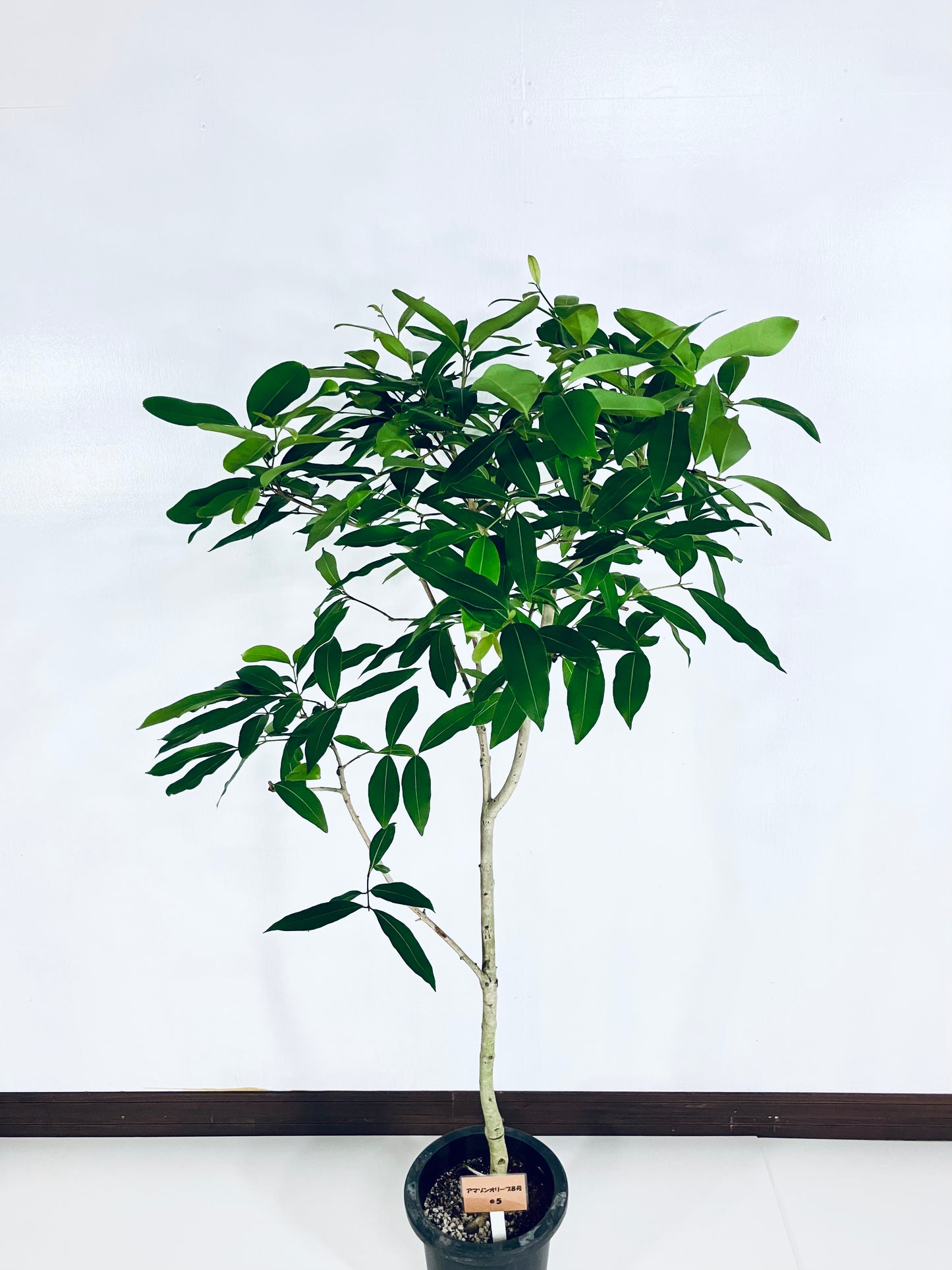 現品商品@5 アマゾンオリーブ 8号(高さ:159cm、幅:80cm)