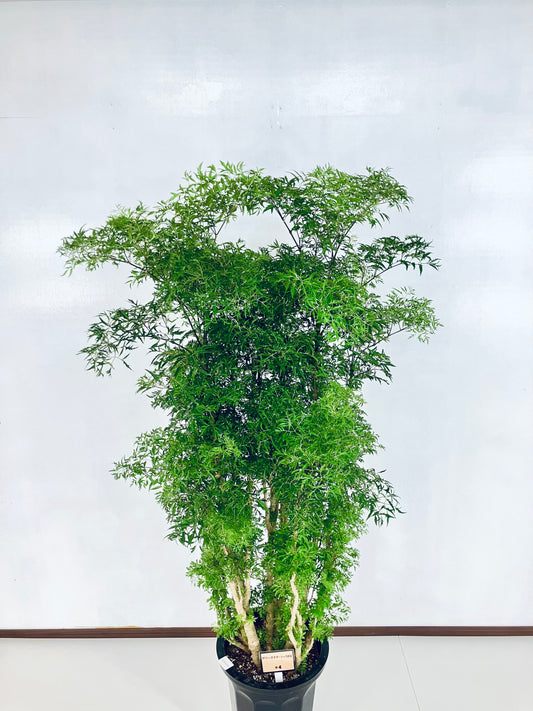 現品商品@4 ポリシャス・スターシャ 10号(高さ:161cm、幅:90cm)