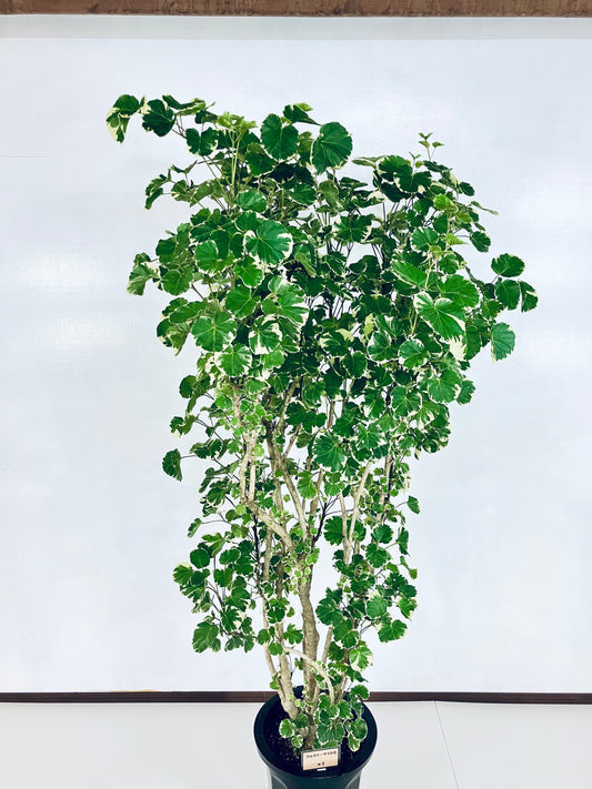 現品商品@1 ポリシャス・マルギナータ 10号(高さ:183cm、幅:86cm)