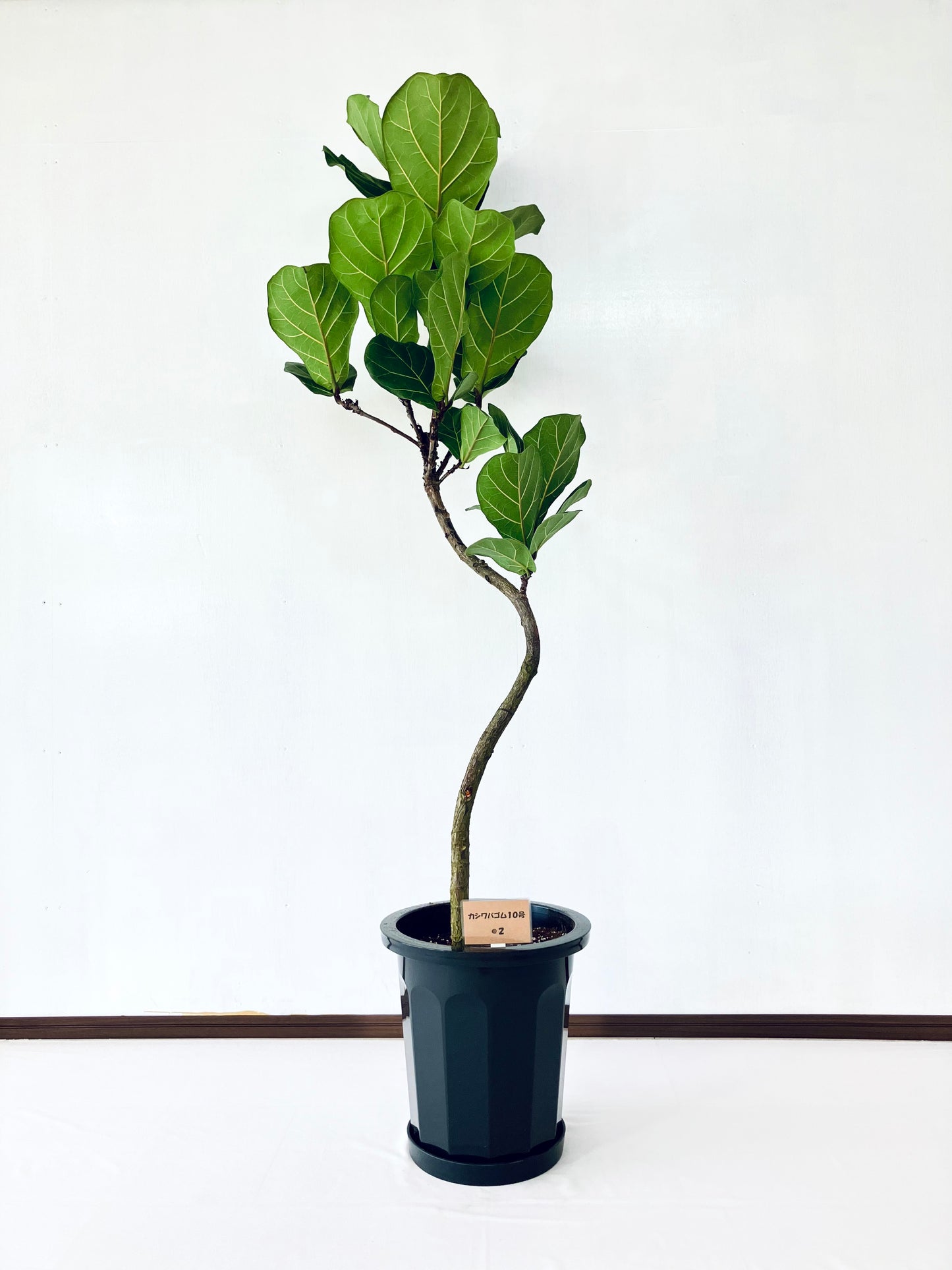 現品商品@2 カシワバゴム 10号(高さ:167cm、幅:56cm)