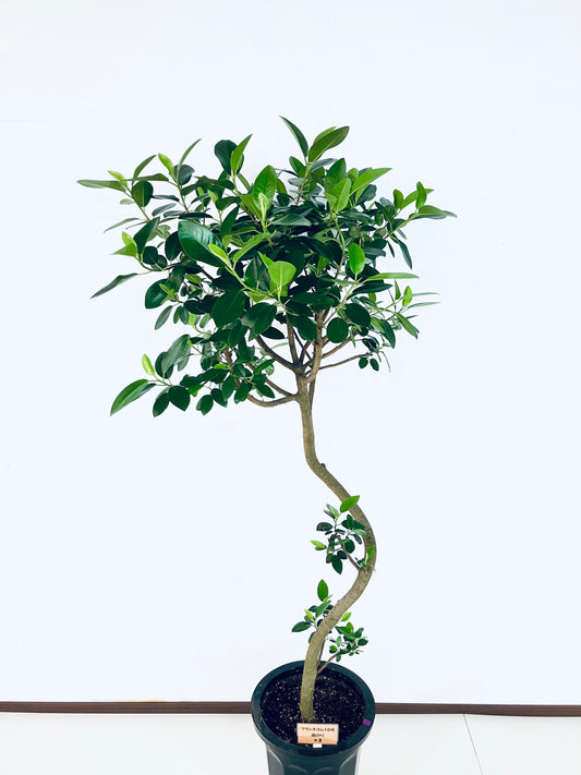 現品商品@3 フランスゴム 10号(高さ:171cm、幅:80cm)