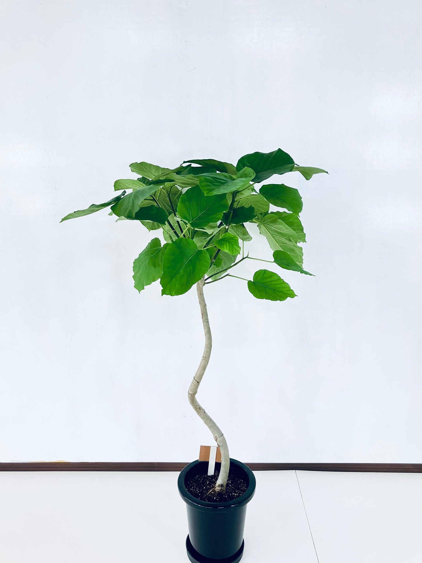 現品商品@5 ウンベラータ 8号 曲がりМ(高さ:127cm、幅:80cm)