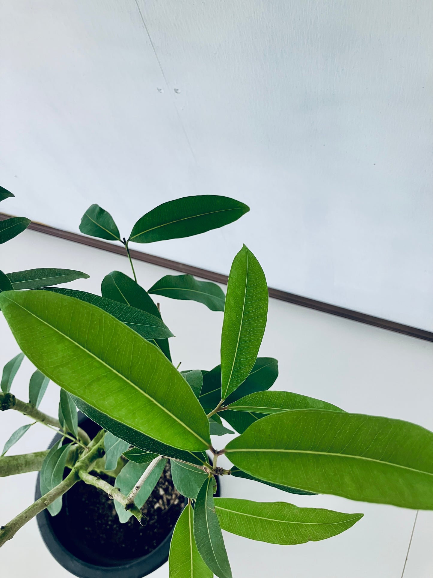 現品商品@2 アマゾンオリーブ 8号(高さ:148cm、幅:80cm)