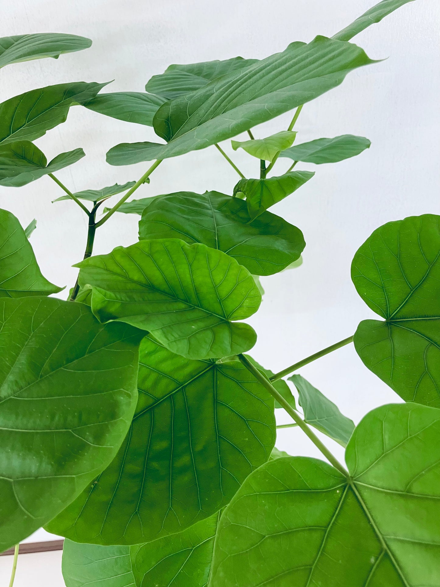 現品商品@10 ウンベラータ 8号 曲がりМ(高さ:126cm、幅:82cm)