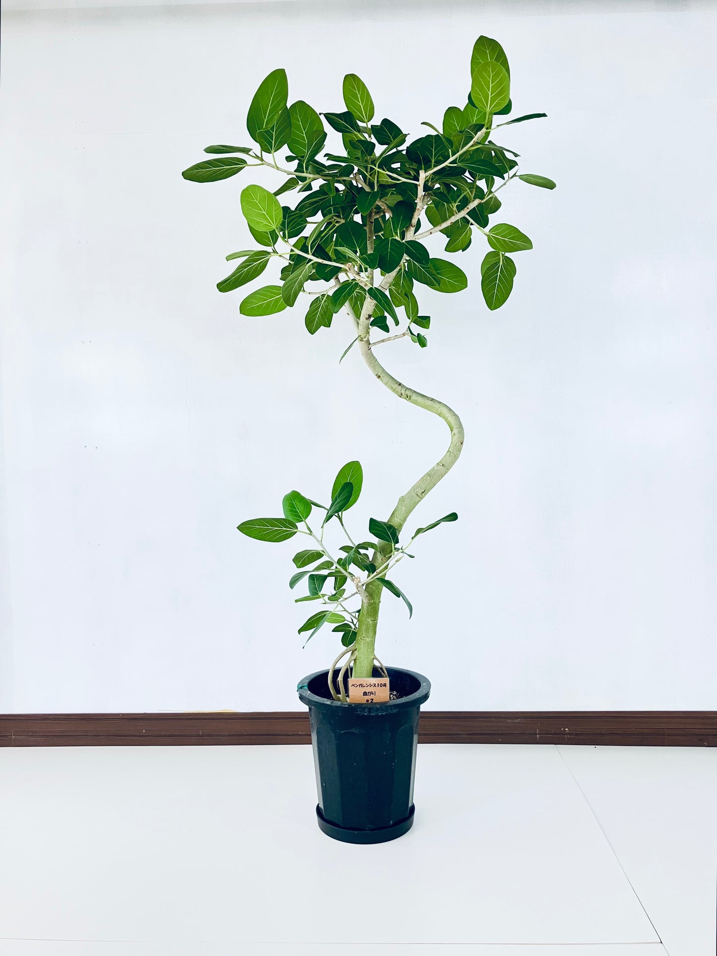 現品商品@2 ベンガレンシス 10号(高さ:170cm、幅:83cm)