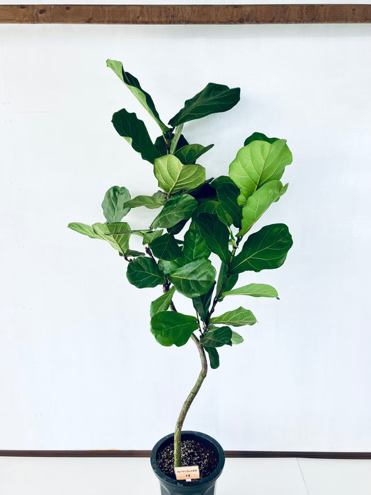 現品商品@2 カシワバゴム 10号(高さ:190cm、幅:93cm)