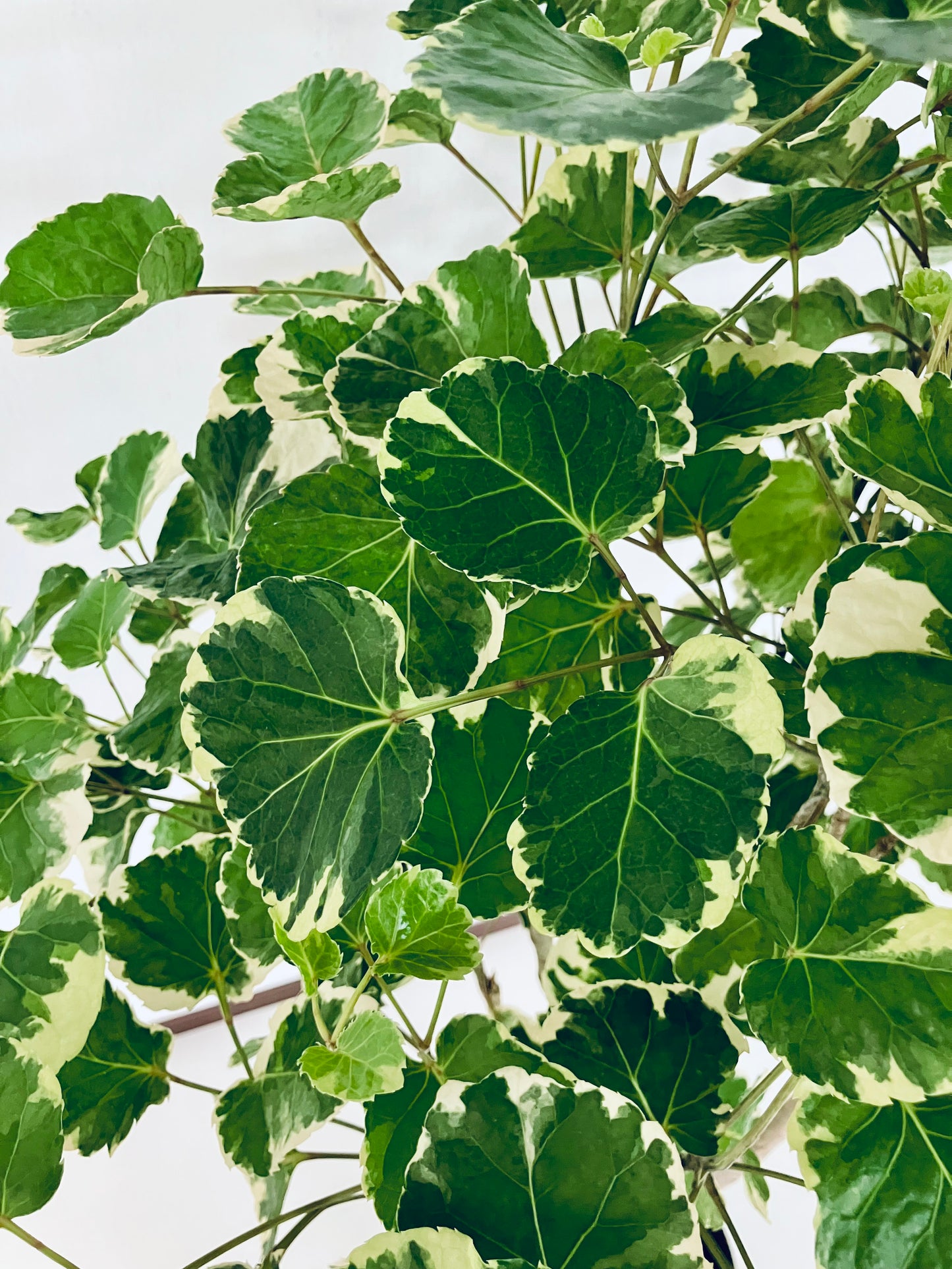 現品商品@1 ポリシャス・マルギナータ 8号(高さ:141cm、幅:60cm)