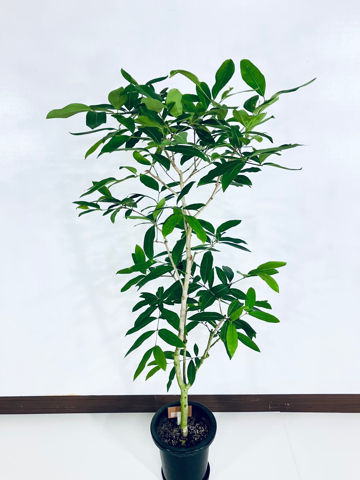 現品商品@2 アマゾンオリーブ 8号(高さ:150cm、幅:70cm)