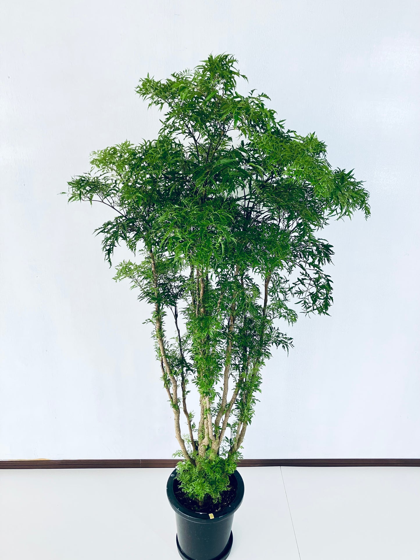 現品商品@1 ポリシャス・スターシャ 8号(高さ:150cm、幅:75cm)