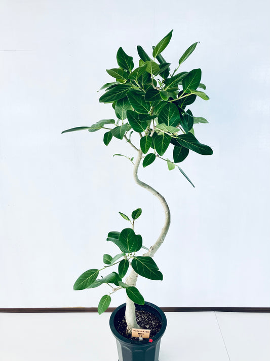 現品商品@4 ベンガレンシス 10号(高さ:179cm、幅:80cm)