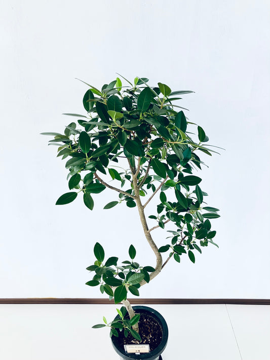 現品商品@5 フランスゴム 8号(高さ:129cm、幅:69cm)