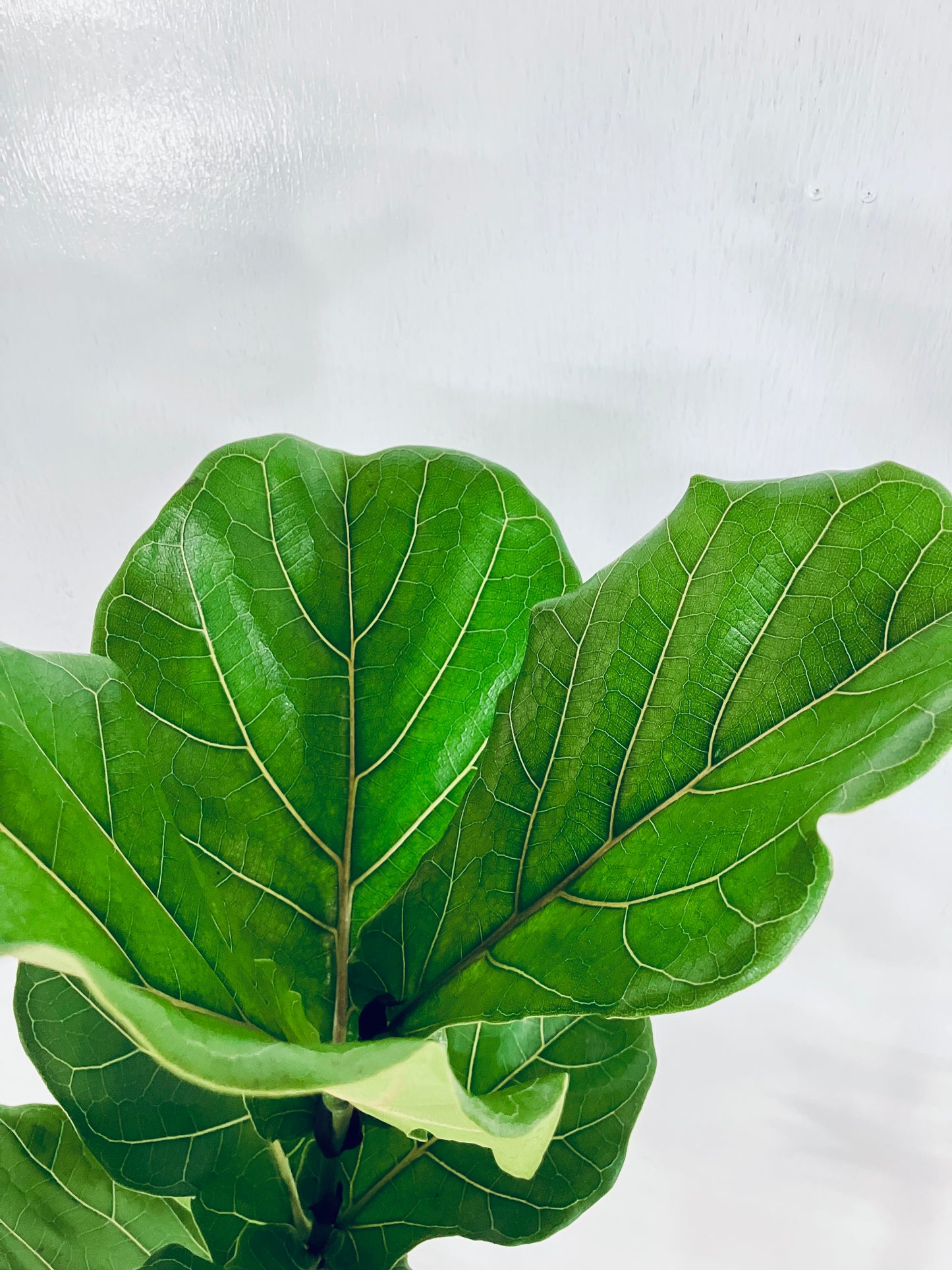 【Unique Form】カシワバゴム 8号(高さ:147cm、幅:70cm)#9