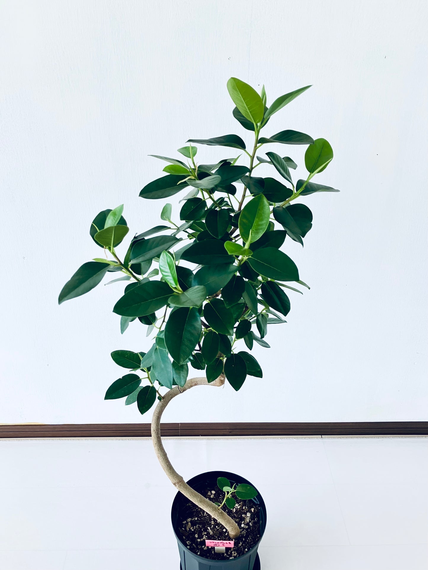 現品商品@9T フランスゴム 6号(高さ:95cm、幅:35cm)【豊橋発送】