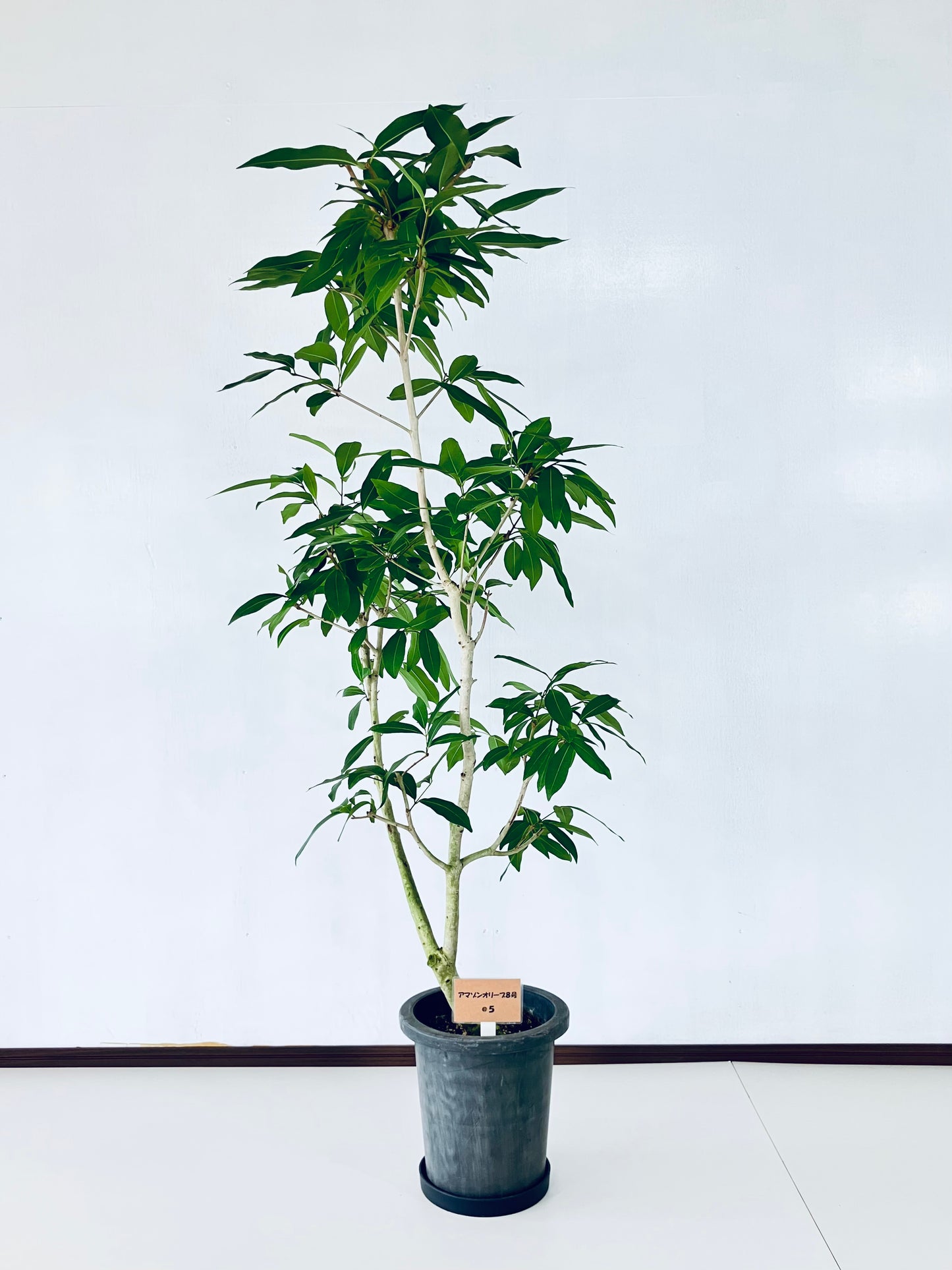 現品商品@5 アマゾンオリーブ 8号(高さ:150cm、幅:70cm)