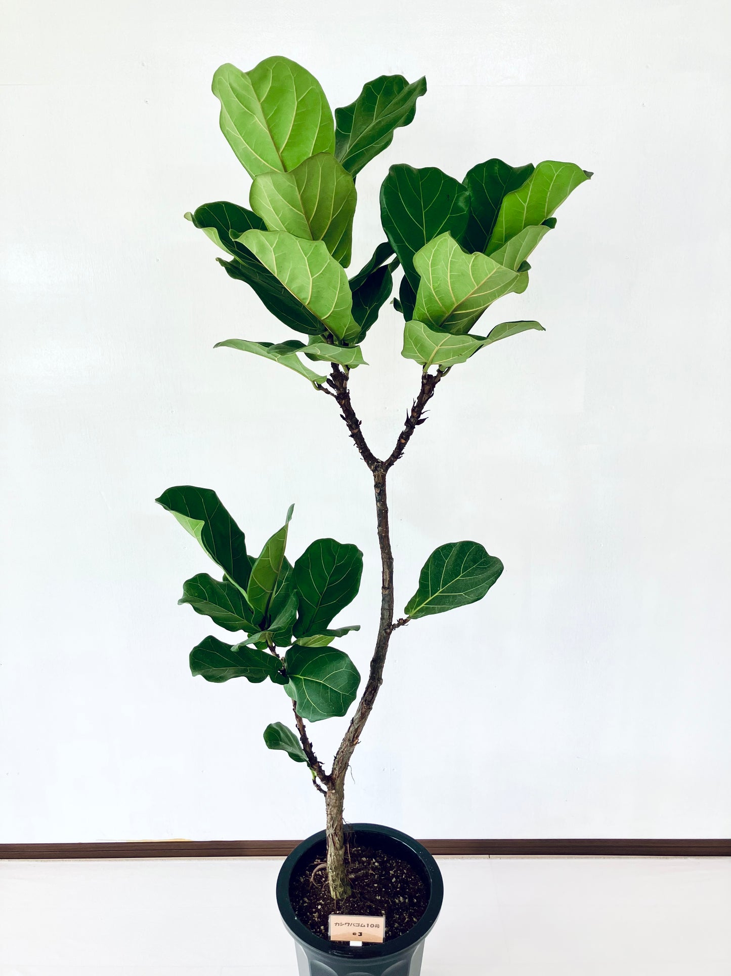 現品商品@3 カシワバゴム 10号(高さ:174cm、幅:65cm)