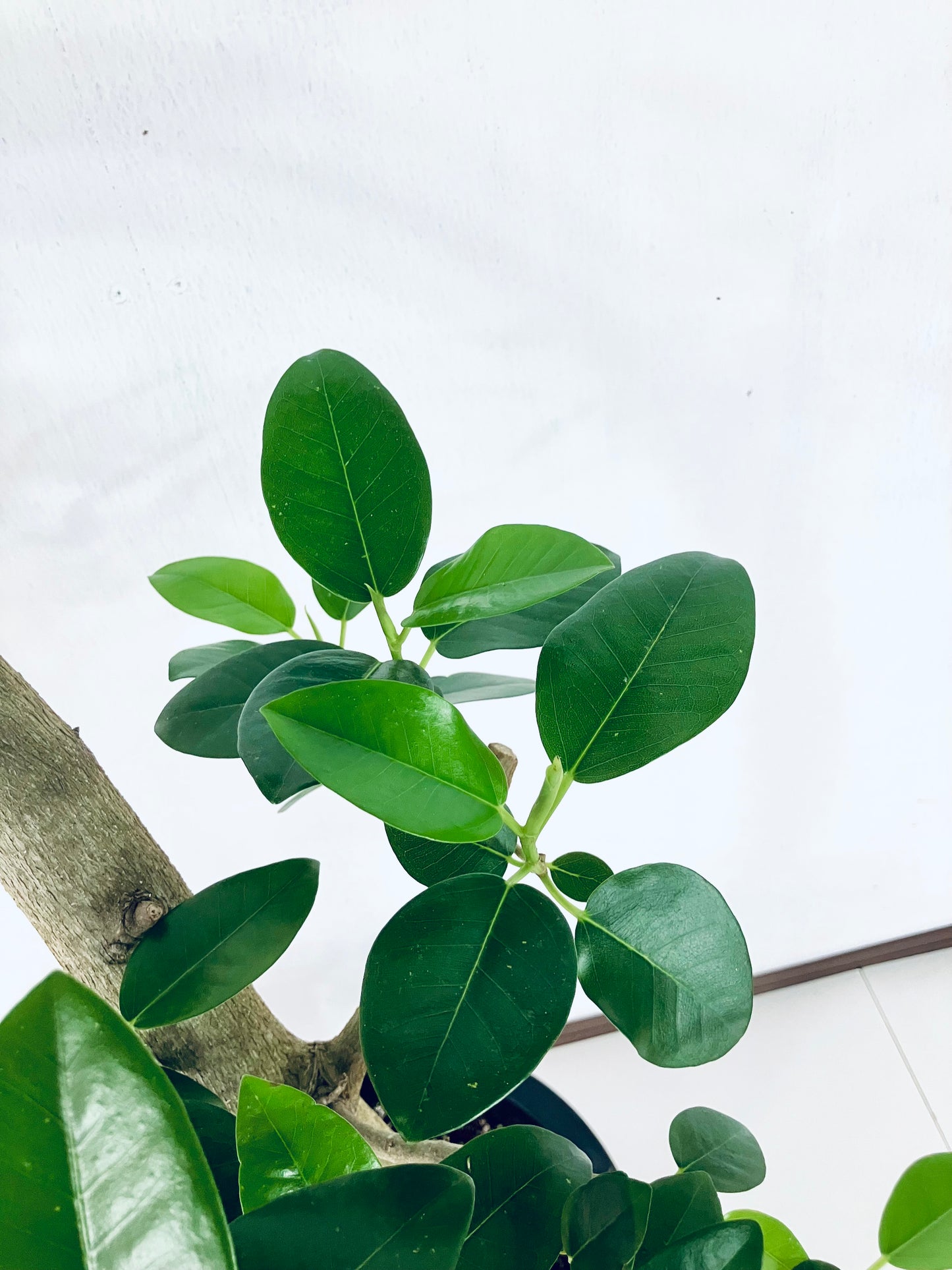 現品商品@2 フランスゴム 10号(高さ:166cm、幅:80cm)