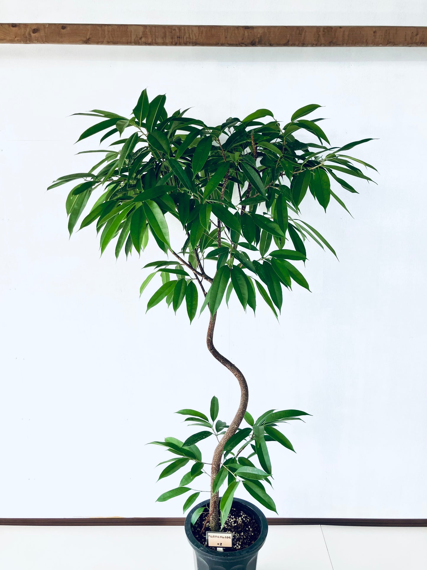現品商品@2 アムステルダム 10号(高さ:183cm、幅:100cm)