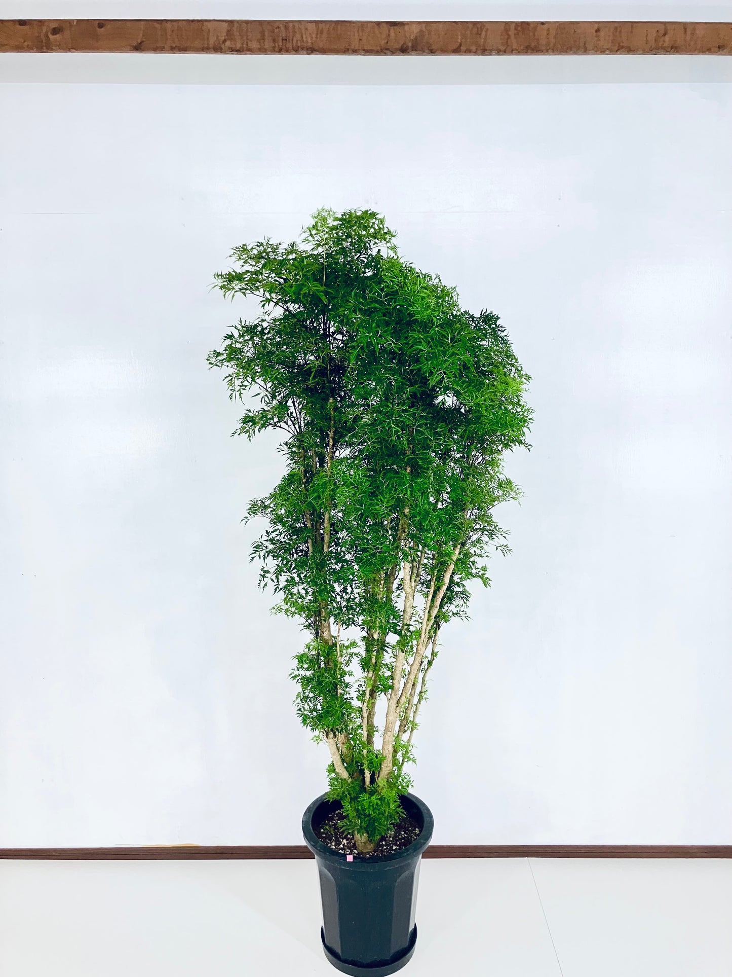 現品商品@2 ポリシャス・スターシャ 10号(高さ:175cm、幅:70cm)
