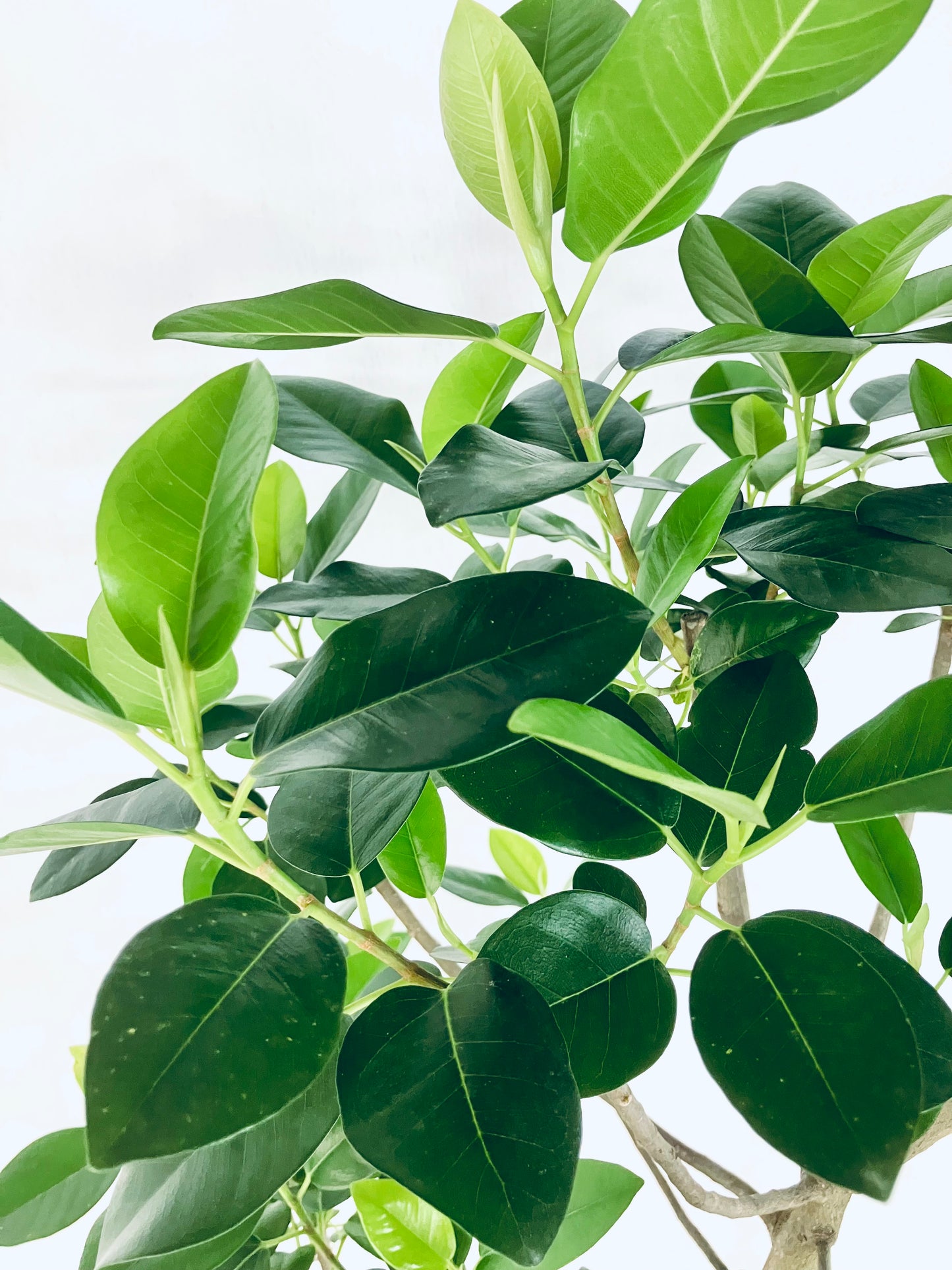 現品商品@1 フランスゴム 10号(高さ:177cm、幅:70cm)