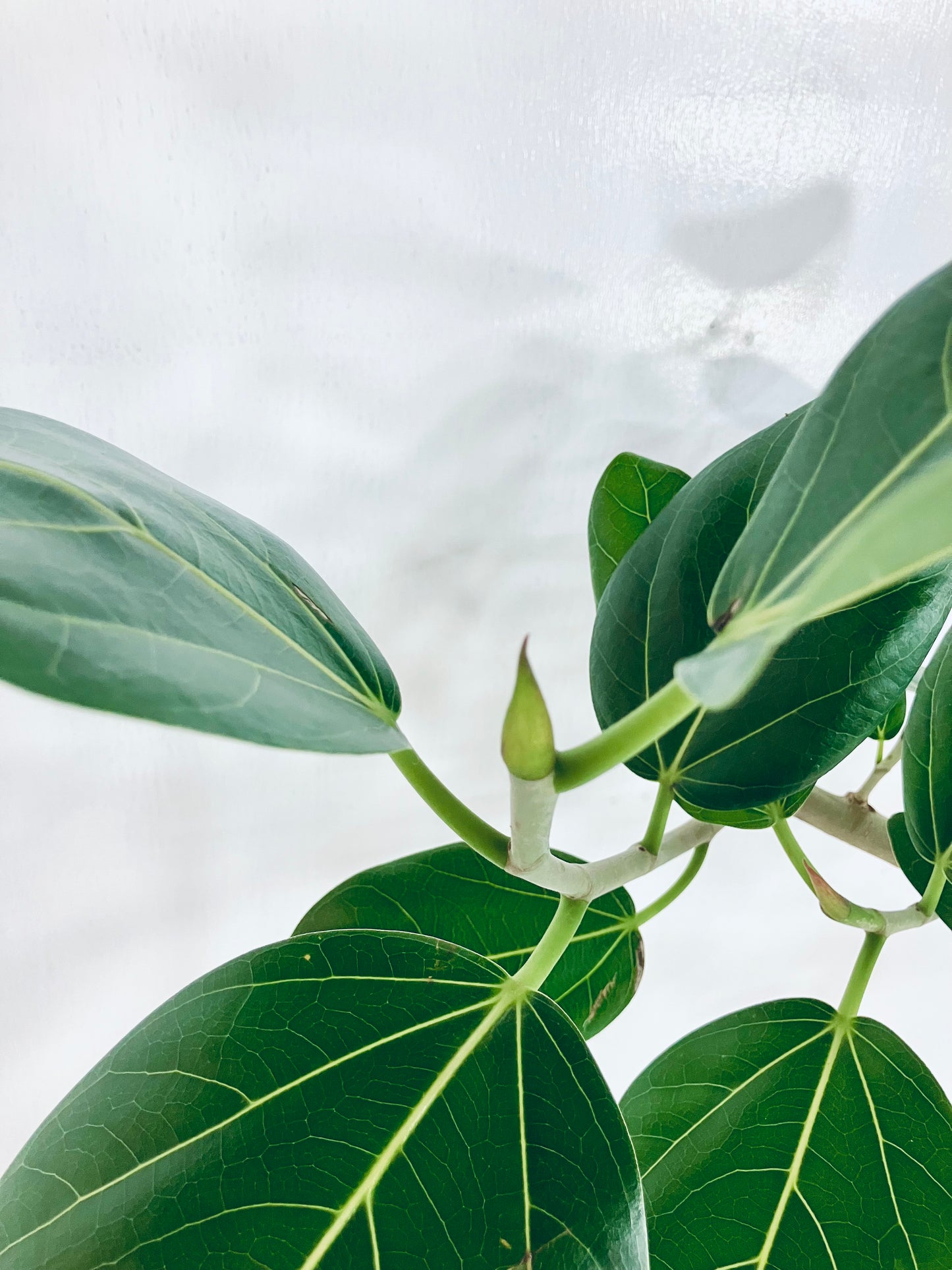 【Unique Form】ベンガレンシス 8号(高さ:130cm、幅:90cm)#6