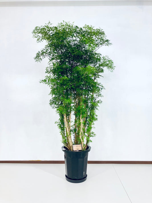 現品商品@4 ポリシャス・スターシャ 10号(高さ:161cm、幅:90cm)